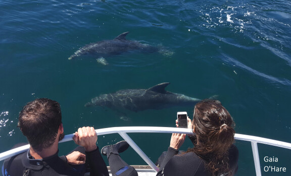 950x575Dolphins on Bow