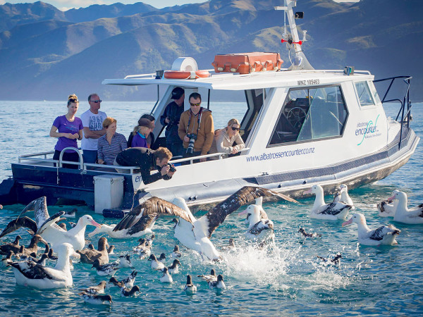 Albatross Encounter surrounded boat 1000x750 ResizedImageWzYwMCw0NTBd