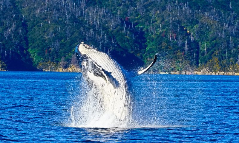 Breach in Ruakaka Bay Picton1 ResizedImageWzgwMCw0ODBd