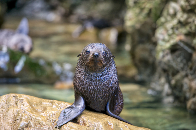 Seal Pup Ohau Stream Kaikoura courtesy Neil Protheroe ResizedImageWzgwMCw1MzNd
