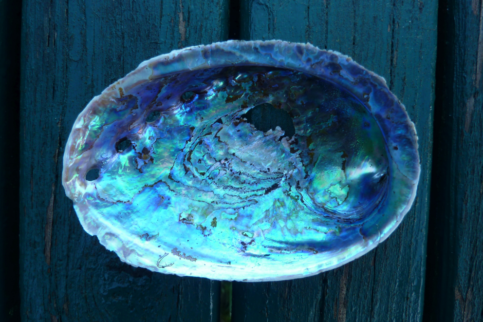 Summer Food Tour of New Zealand - Interislander - Cook Strait Ferries