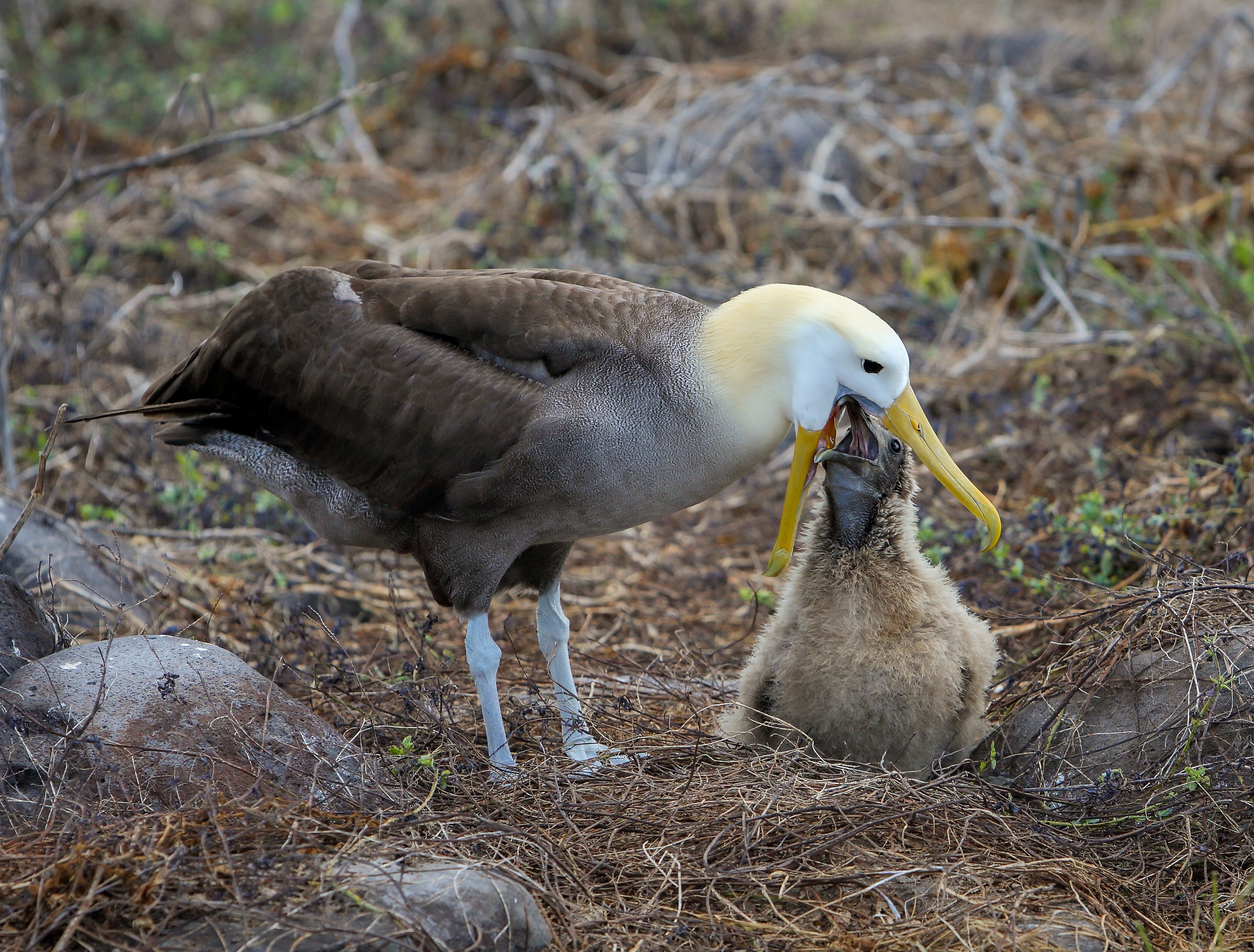 Albatross 2