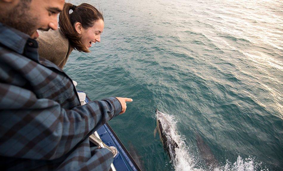 Dolphin Watch GA 950x575 v2