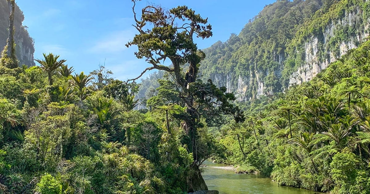 paparoa national park new zealand2