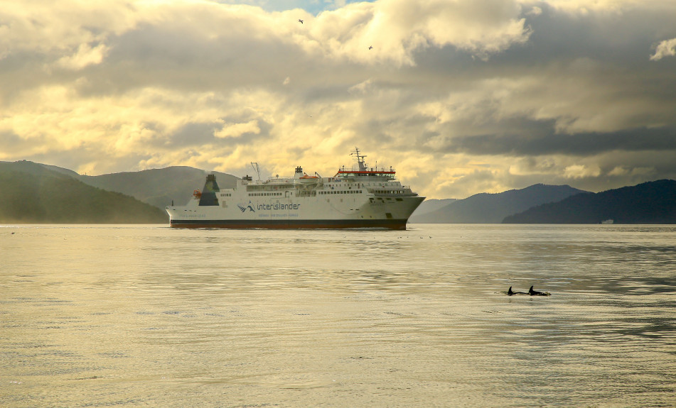 Interislander Aratere Dolphins at dawn RP417 ResizedImageWzk1MSw1NzVd