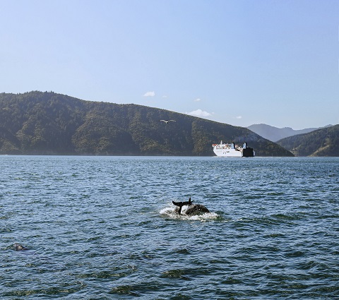 Kaiarahi in the Sounds with dolphins low resolution