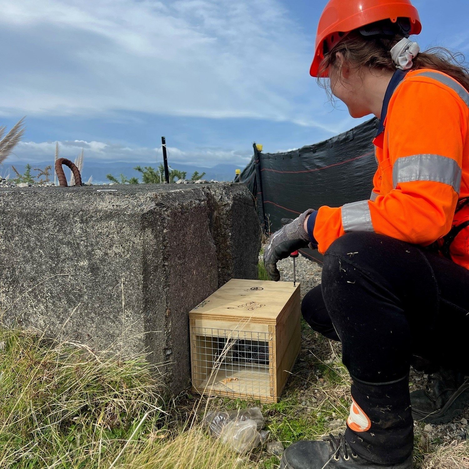 Pest trapper - conservation in action - Interislander - Cook