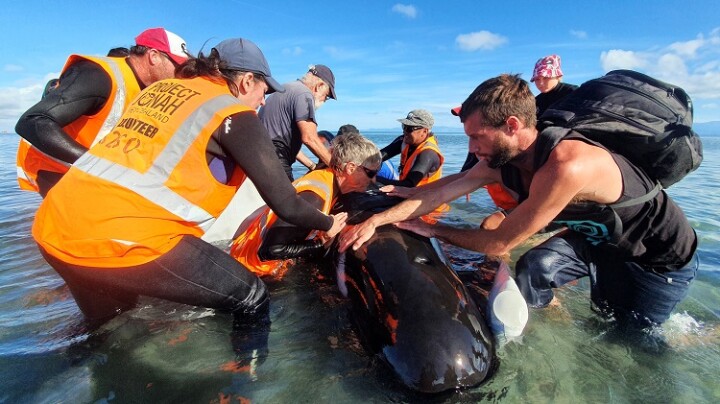 TimCuff Whale Stranding110