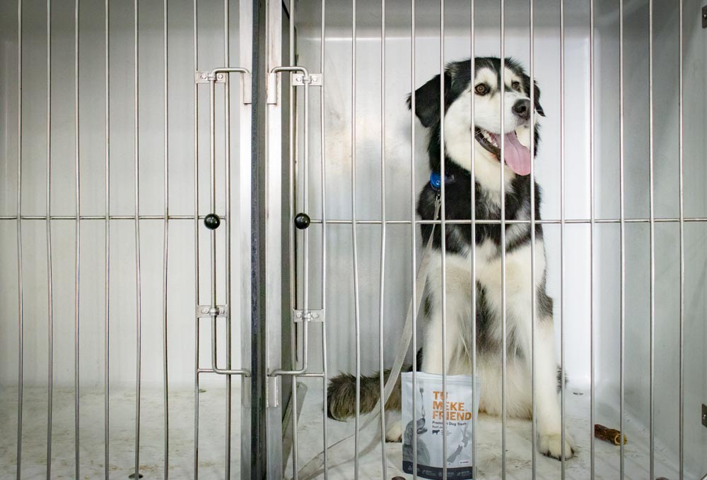 Interislander Kaiarahi Kennels with Willow RH3456 1000x680 2