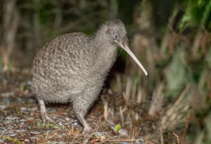 Kiwi